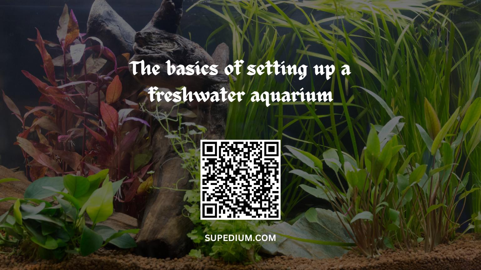 the-basics-of-setting-up-a-freshwater-aquarium-supedium